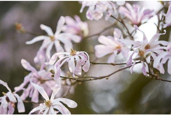 magnolia - beverboom