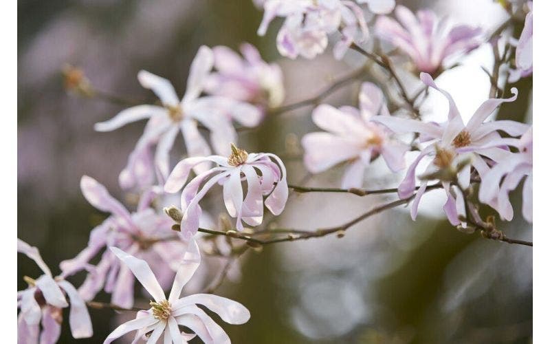 magnolia - beverboom