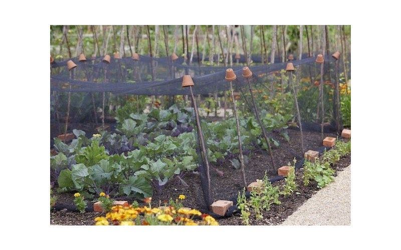 Moestuin beginnen