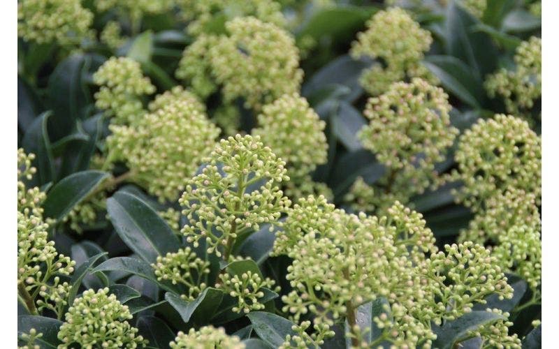 Mooiste planten in november