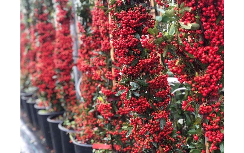 planten december