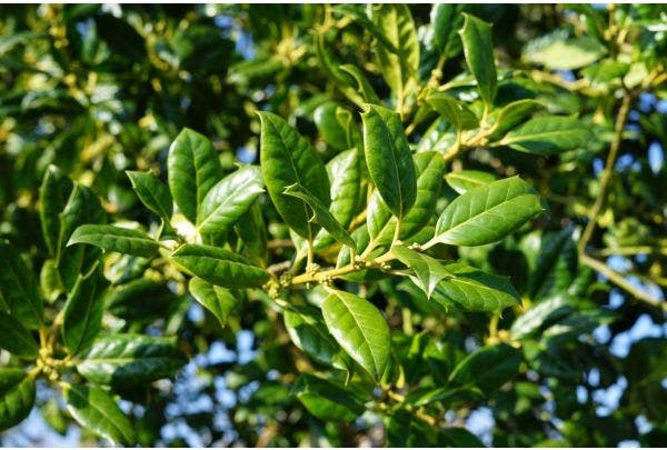 De best verkochte bomen van 2025