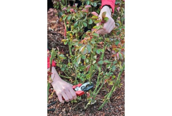 Rozen snoeien - wanneer en hoe