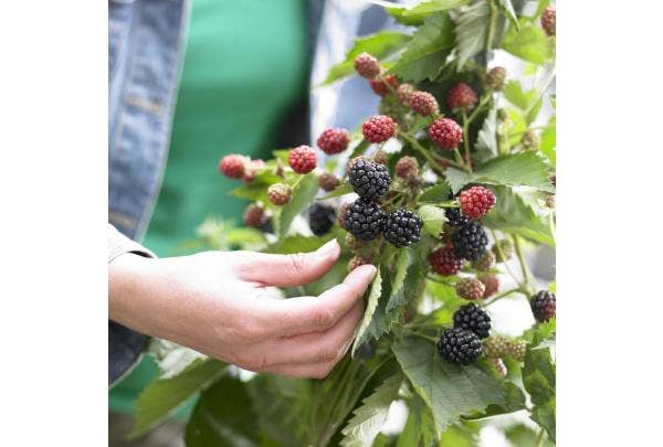 Tips en planten voor een voedselbos