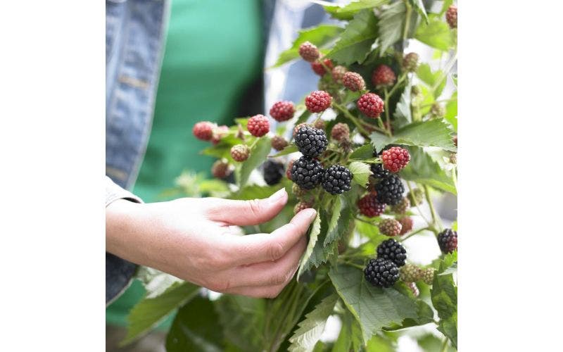 Tips en planten voor een voedselbos