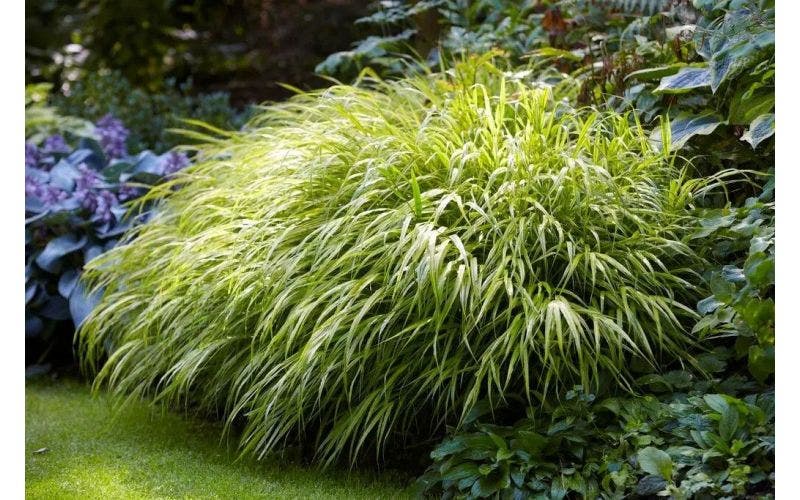 Siergrassen aanplanten en verzorgen