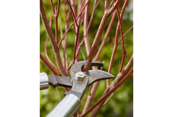 Snoeien in de wineter