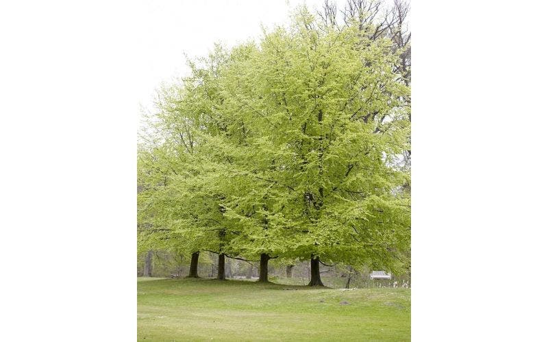 Stamhoogte van bomen
