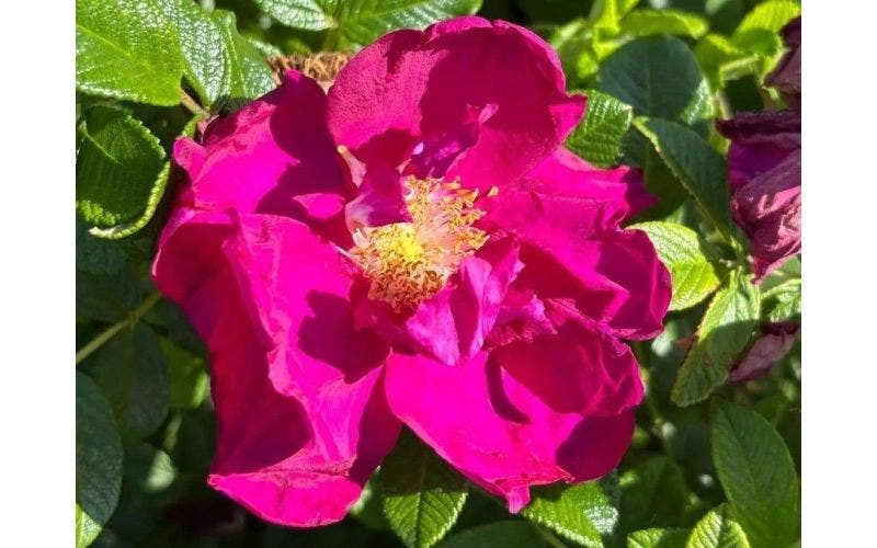 Nieuw: biologische rozen bij Directplant