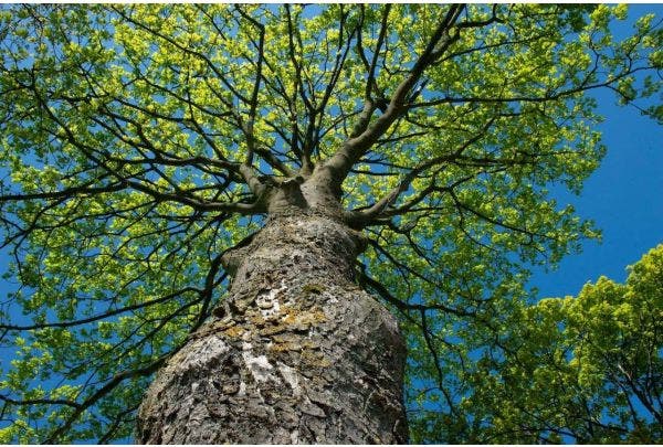 Nieuwe samenwerking met Trees for All