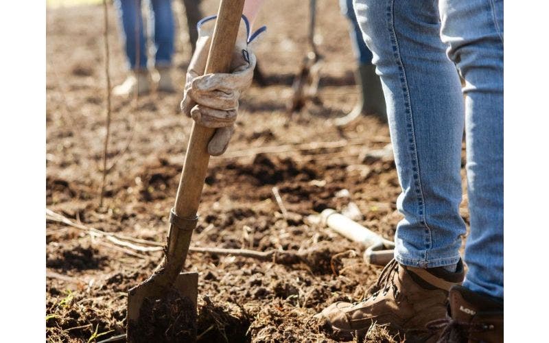 Win een gratis boom voor jouw tuin!