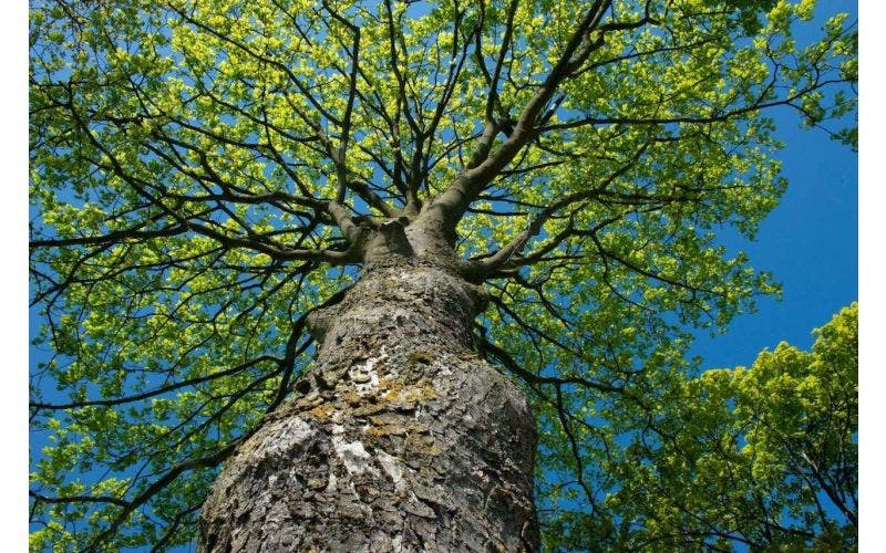 Nieuwe samenwerking met Trees for All