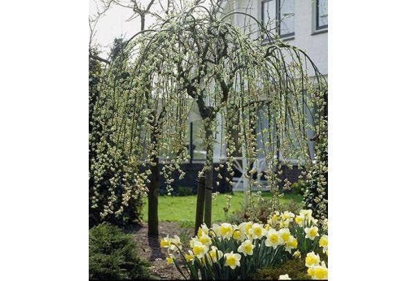 Treurbomen planten en snoeien