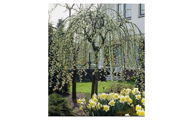 Treurbomen planten en snoeien