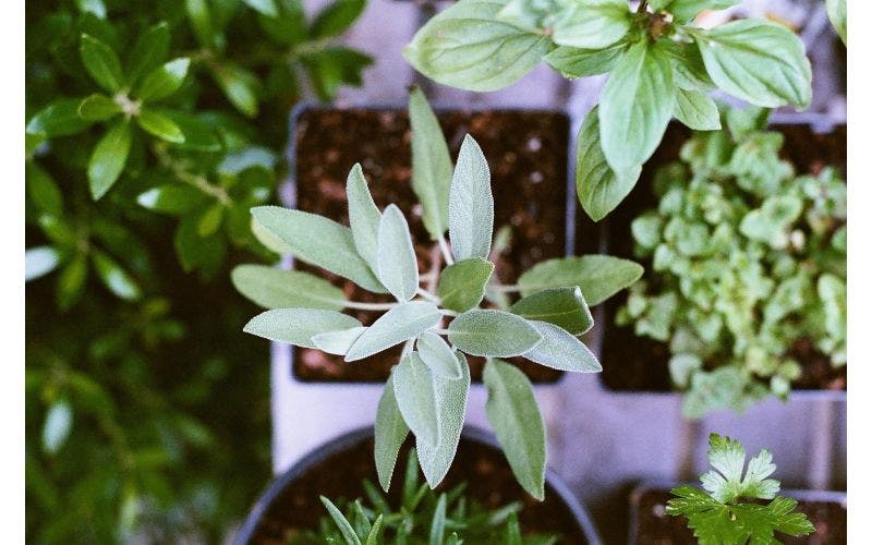 tuinplanten stekken