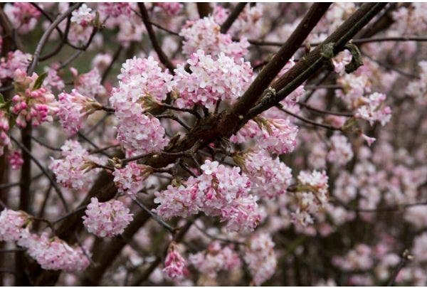 Viburnum snoeien