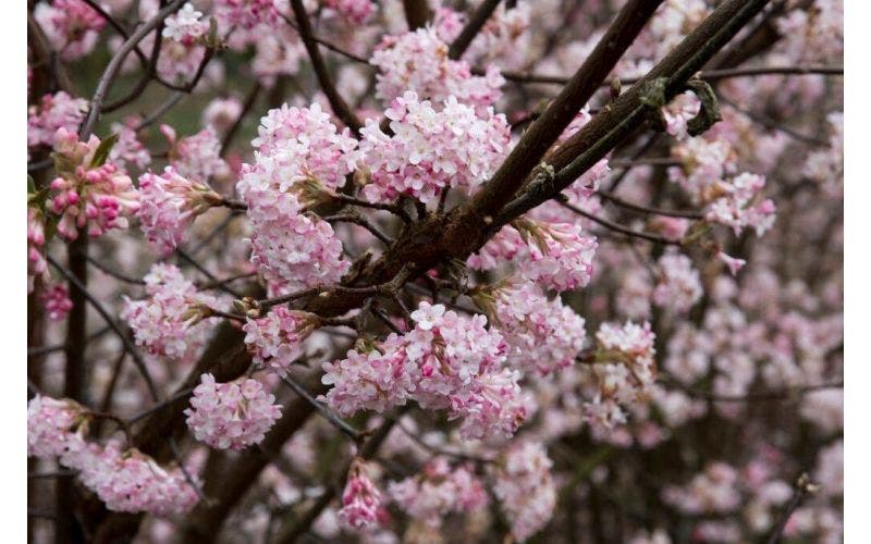 Viburnum snoeien