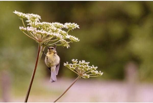 Vogelvriendelijke beplanting