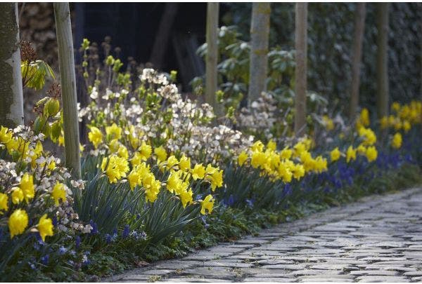 Bestel planten in februari