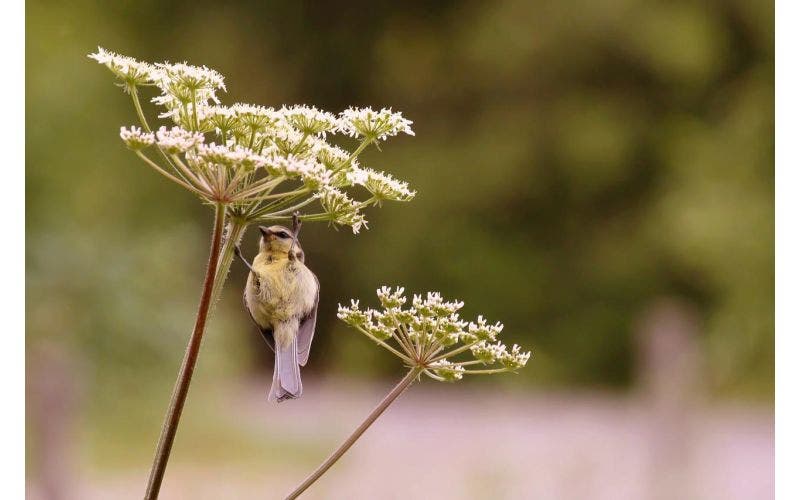 Vogelvriendelijke beplanting