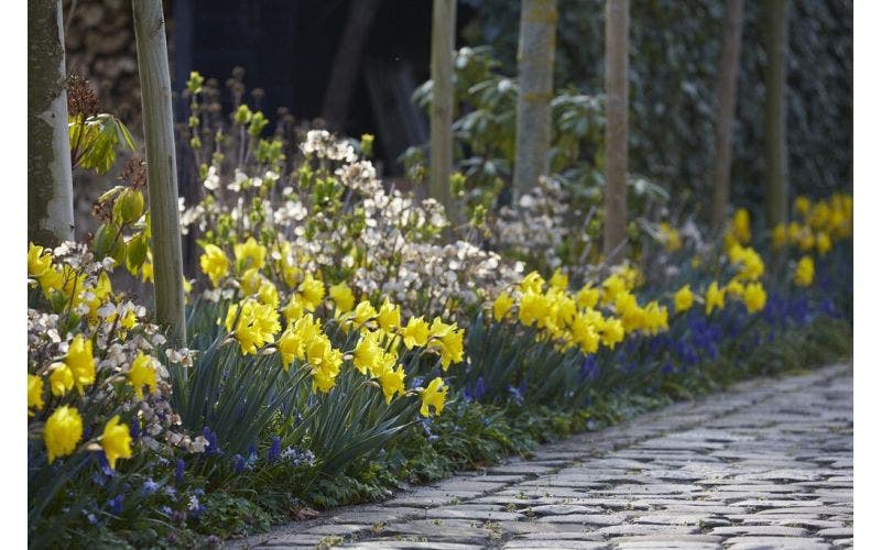 Bestel planten in februari