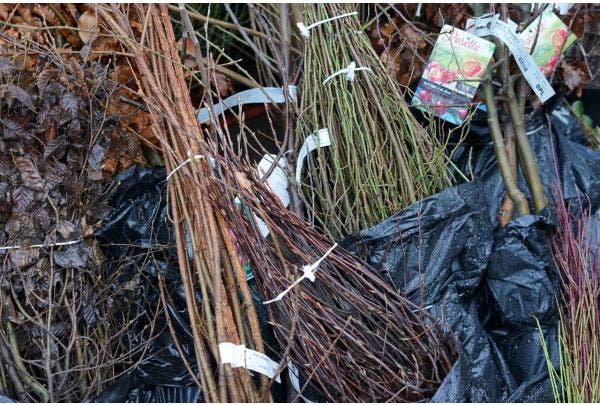 Het is weer tijd voor voordelige planten uit volle grond!