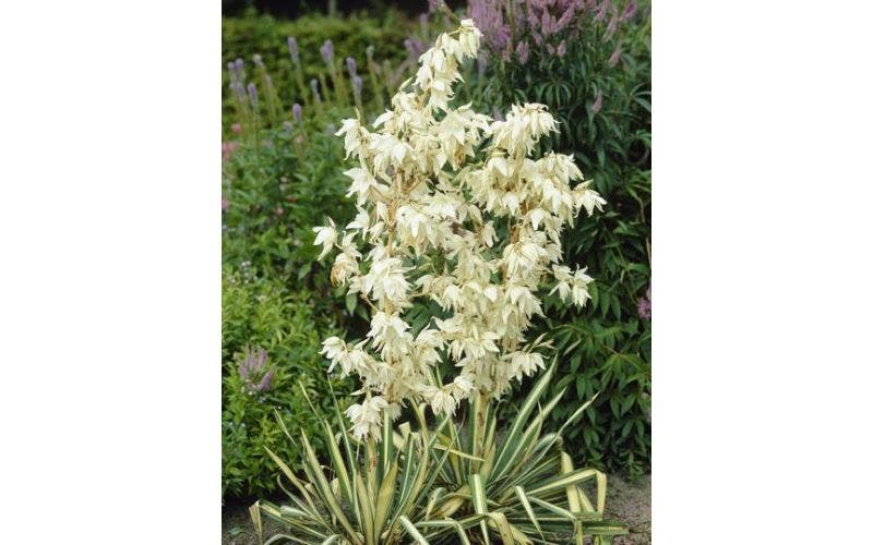 Yucca en palmen