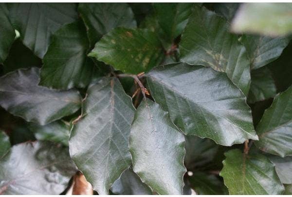Rode beukenhaag (Fagus sylvatica 'Atropunicea')