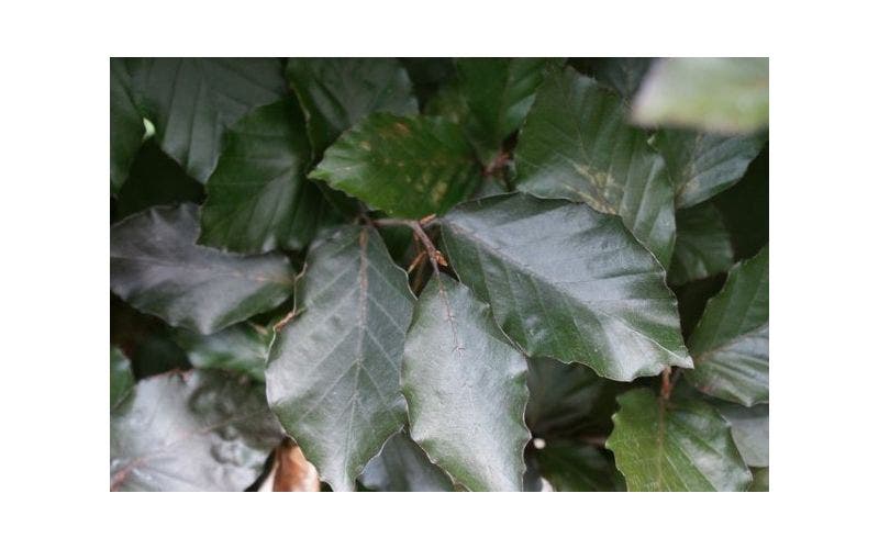 Rode beukenhaag (Fagus sylvatica 'Atropunicea')