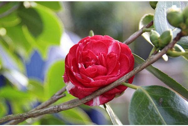 Camelia (Camellia) - Japanse roos