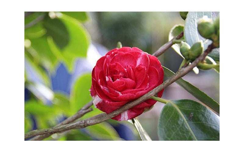 Camellia, camelia
