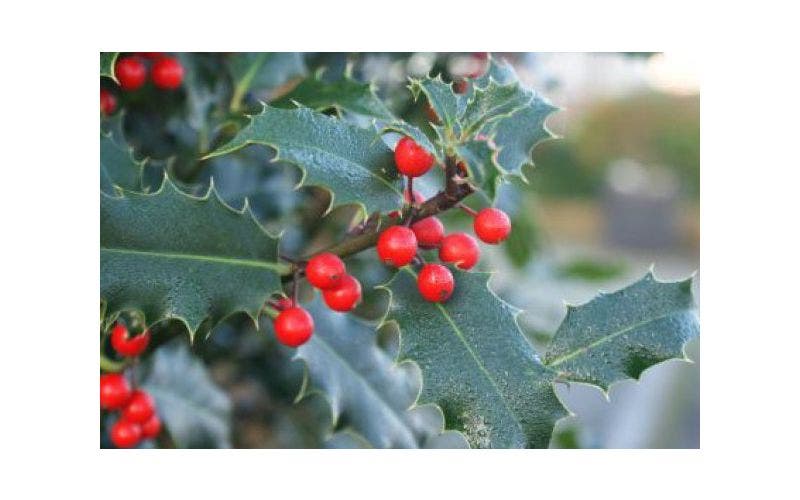 Hulst (Ilex)