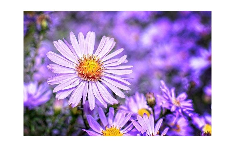 Herfstaster, Aster