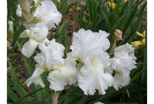 baardiris (Iris Germanica)