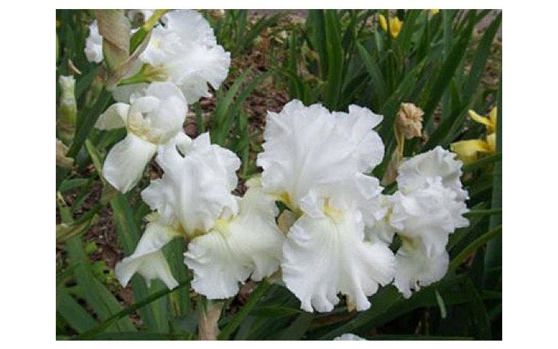 baardiris (Iris Germanica)