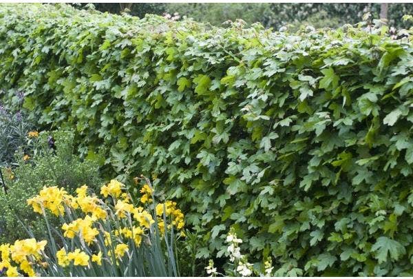 Haagplanten in het tuinontwerp
