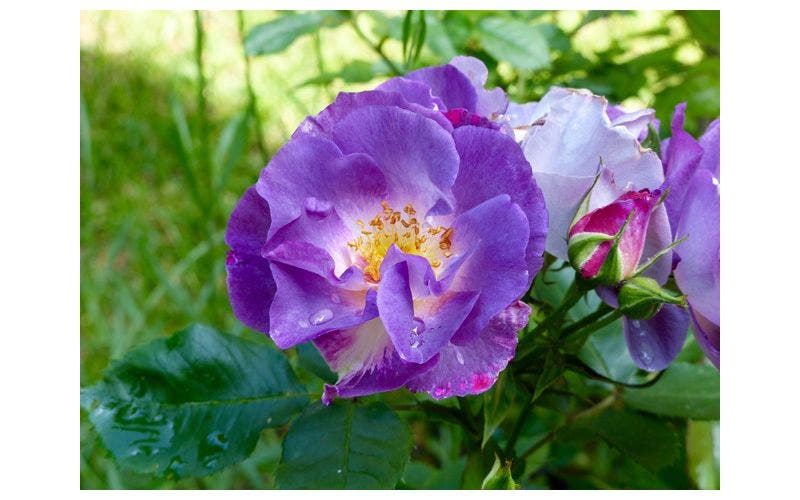 Blauwe rozen