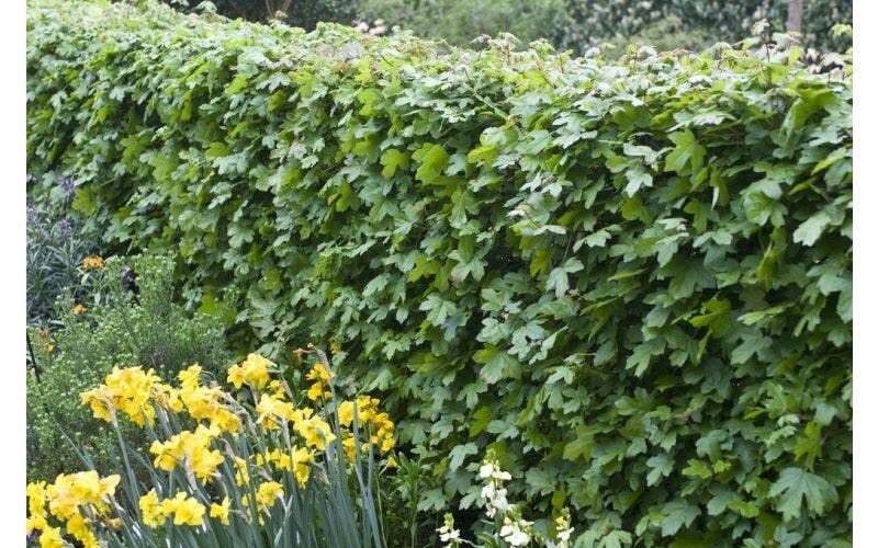 Haagplanten in het tuinontwerp