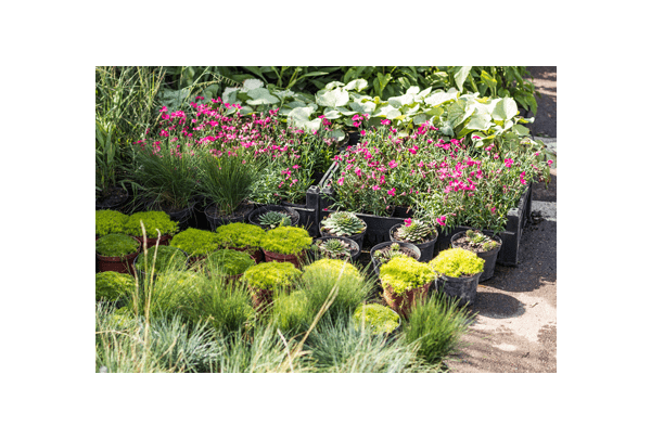 Plantadvies