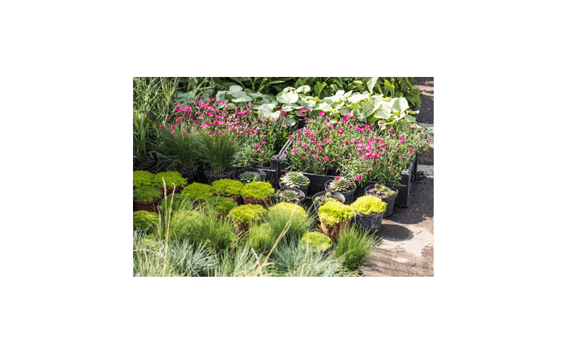 Plantadvies
