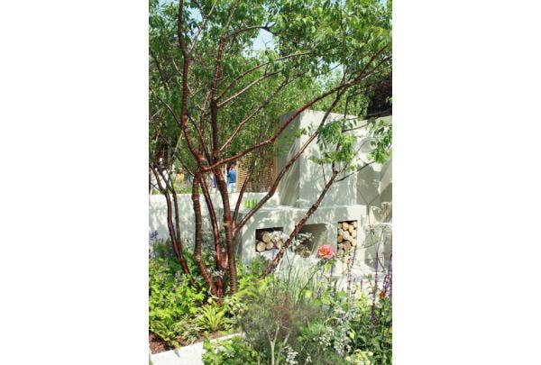 Meerstammige bomen planten en verzorgen