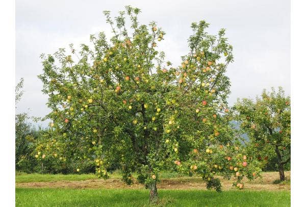 appelboom kiezen