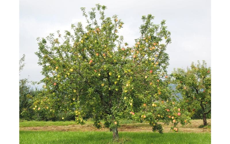 appelboom kiezen