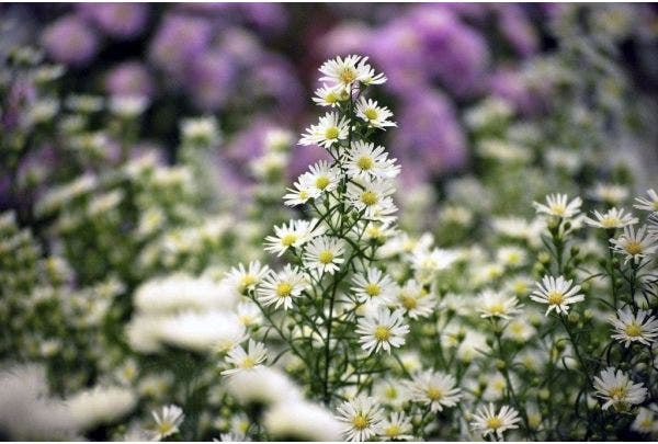 Aster september bloei
