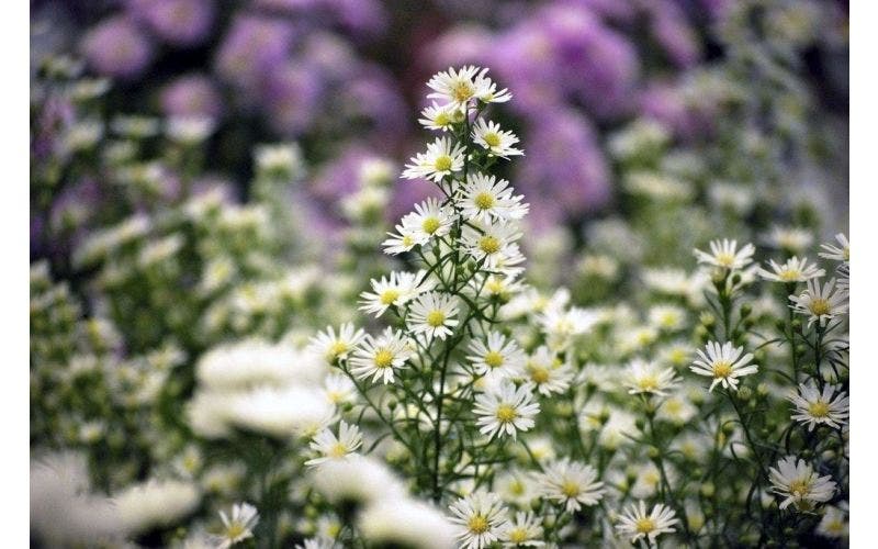 Aster september bloei