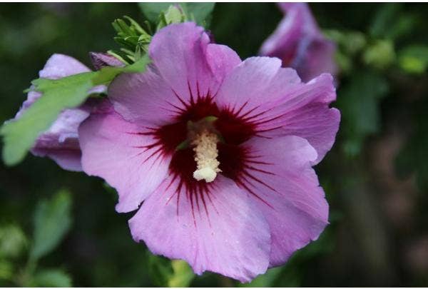 Hibiscus
