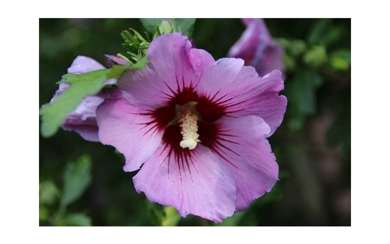 Hibiscus