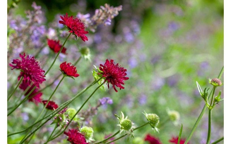 Bloeiende planten in juni