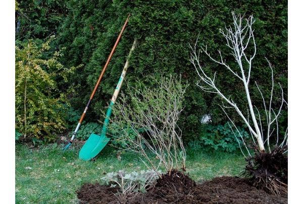 najaar beste planttijd