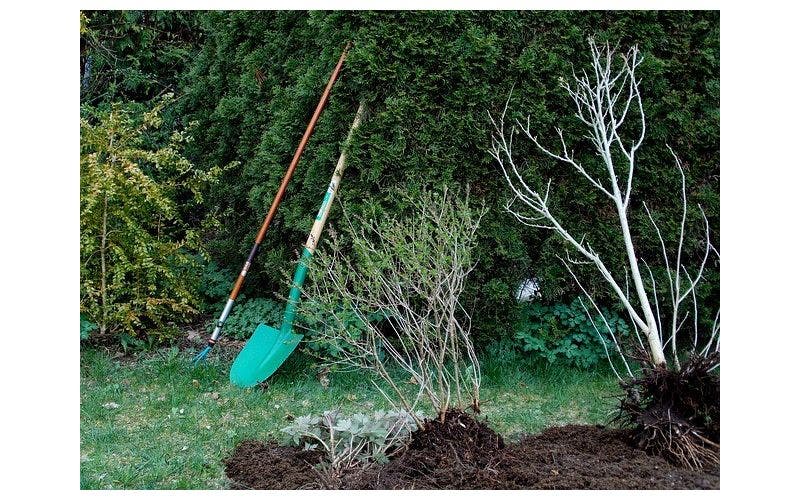 najaar beste planttijd